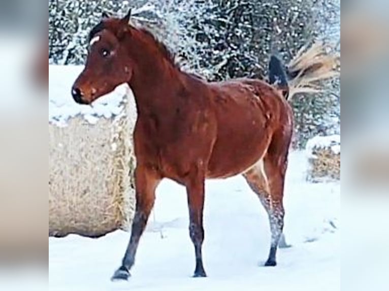 Asil Araber Hengst 3 Jahre 148 cm Brauner in Gersheim