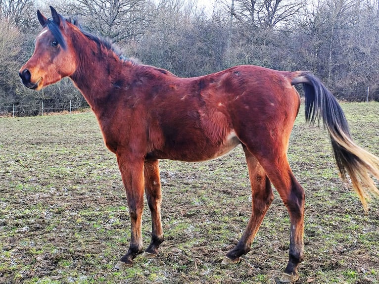 Asil Araber Hengst 3 Jahre 148 cm Brauner in Gersheim