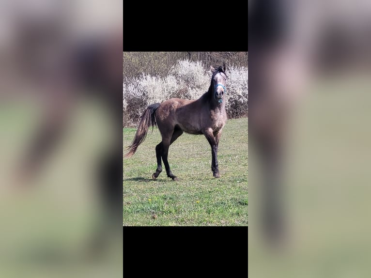 Asil Araber Hengst 3 Jahre 153 cm Schimmel in Petrinja
