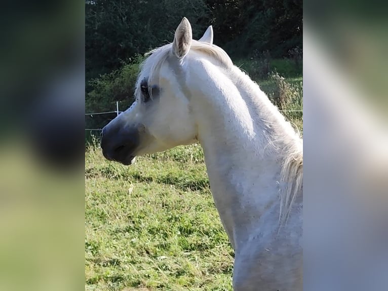 Asil Araber Hengst 3 Jahre 155 cm Schimmel in Gersheim