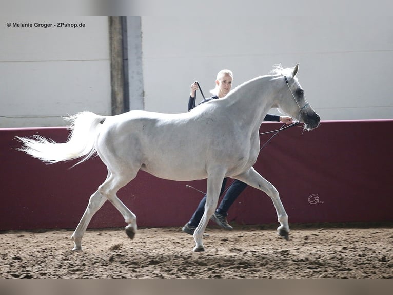 Asil Araber Hengst 4 Jahre 155 cm Schimmel in Gersheim