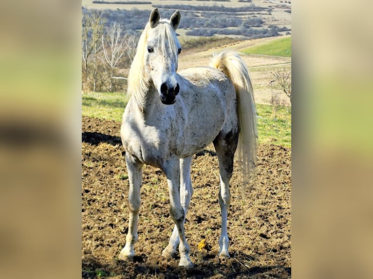 Asil Araber Hengst 4 Jahre 155 cm Schimmel in Gersheim