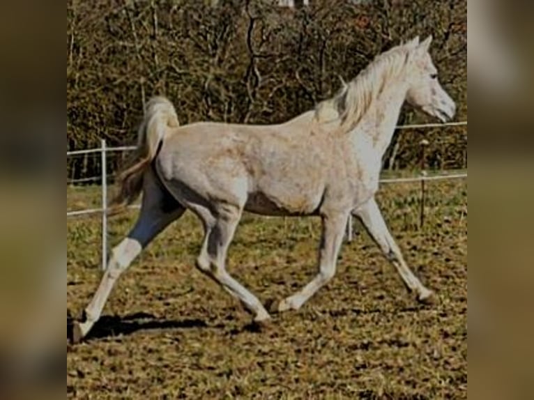Asil Araber Hengst 4 Jahre 155 cm Schimmel in Gersheim