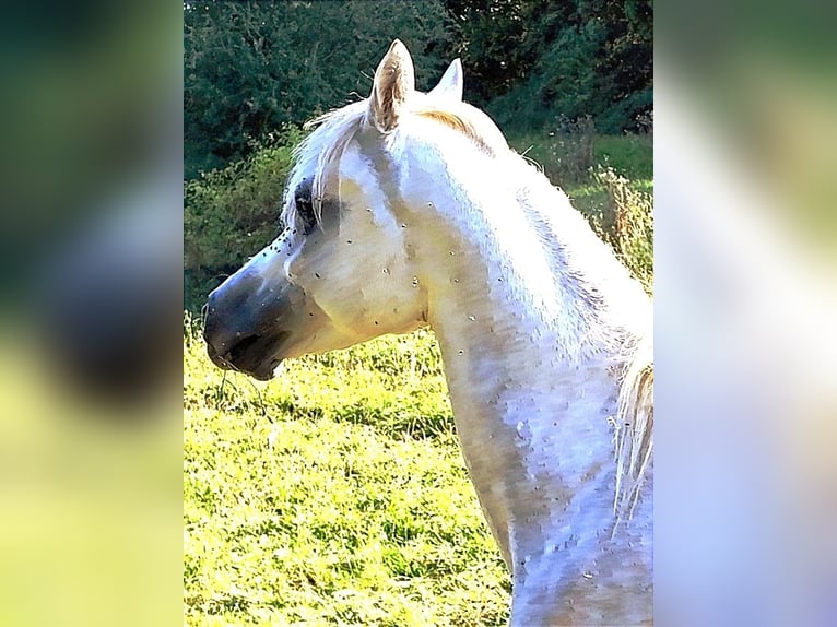 Asil Araber Hengst 4 Jahre 155 cm Schimmel in Gersheim