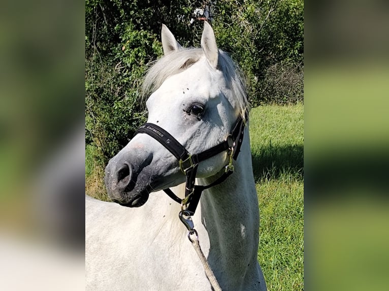 Asil Araber Hengst 4 Jahre 155 cm Schimmel in Gersheim