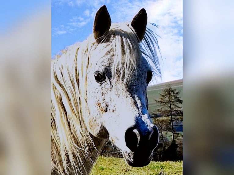 Asil Araber Hengst 4 Jahre 155 cm Schimmel in Gersheim