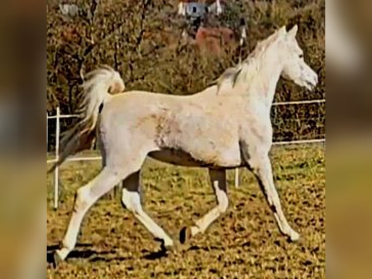 Asil Araber Hengst 4 Jahre 155 cm Schimmel in Gersheim