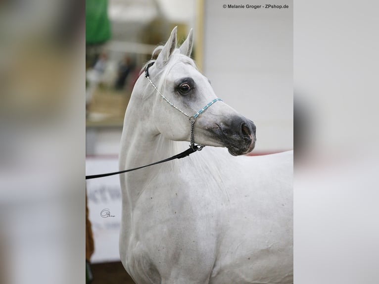 Asil Araber Hengst 4 Jahre 155 cm Schimmel in Gersheim