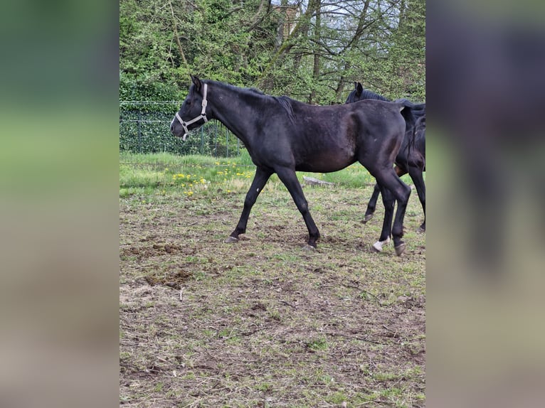 Asil Araber Hengst 5 Jahre 154 cm Rappe in Wimmenau