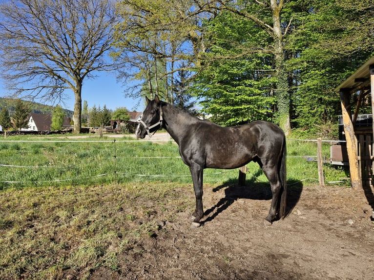 Asil Araber Hengst 5 Jahre 154 cm Rappe in Wimmenau