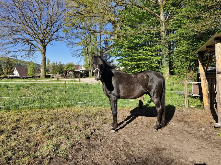 Asil Araber Hengst 5 Jahre 154 cm Rappe in Wimmenau