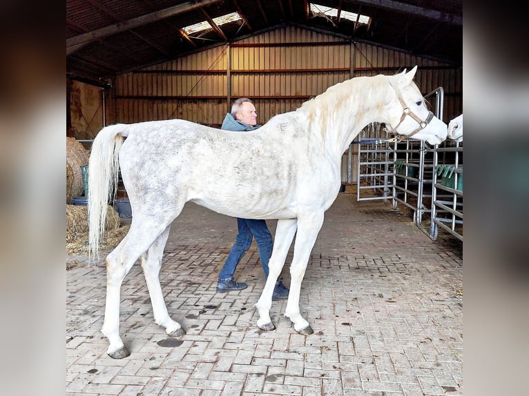 Asil Araber Hengst 5 Jahre 155 cm Schimmel in Gersheim