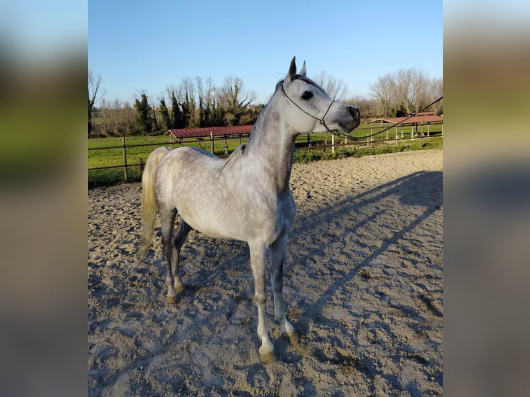 Asil Araber Hengst 7 Jahre 152 cm Schimmel in Morciano Di Romagna