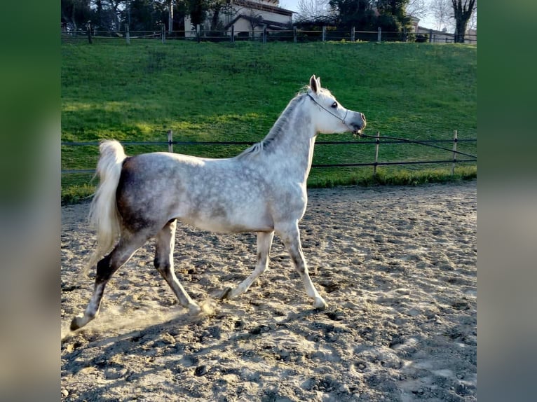Asil Araber Hengst 7 Jahre 152 cm Schimmel in Morciano Di Romagna