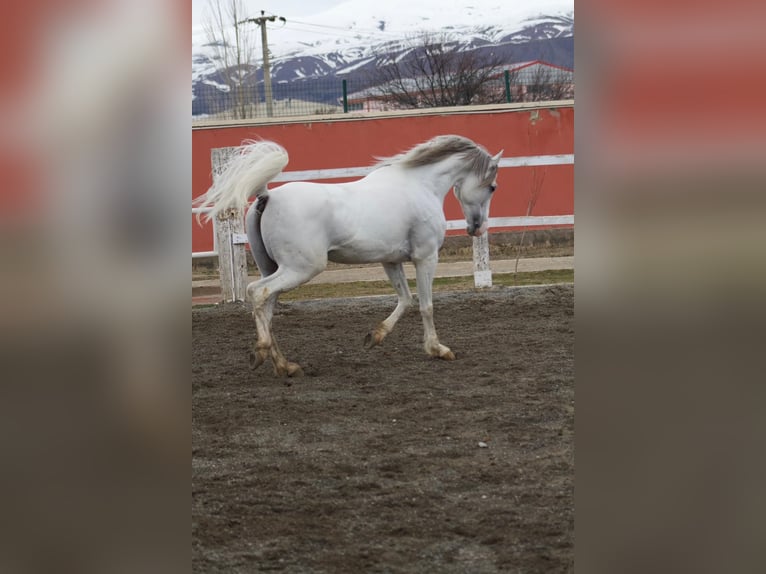 Asil Araber Hengst 7 Jahre 163 cm White in Erzincan