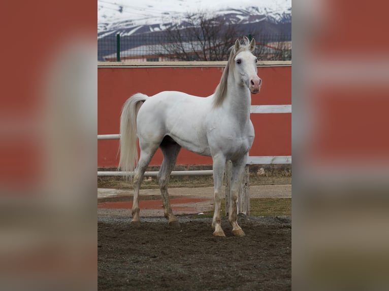 Asil Araber Hengst 7 Jahre 163 cm White in Erzincan