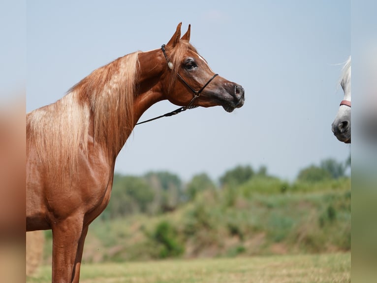 Asil Araber Mix Hengst Fuchs in Bergoro