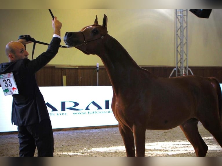 Asil Araber Mix Hengst Fuchs in Bergoro