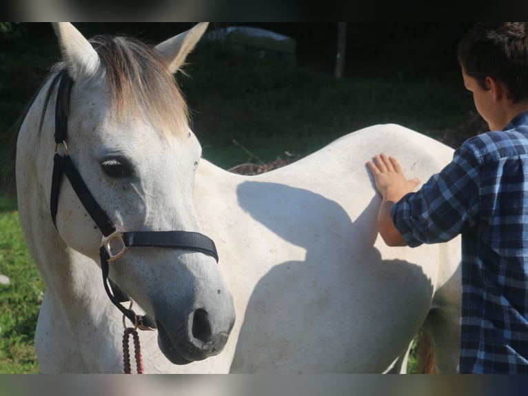 Asil Araber Stute 11 Jahre 153 cm Schimmel in BosauBosau