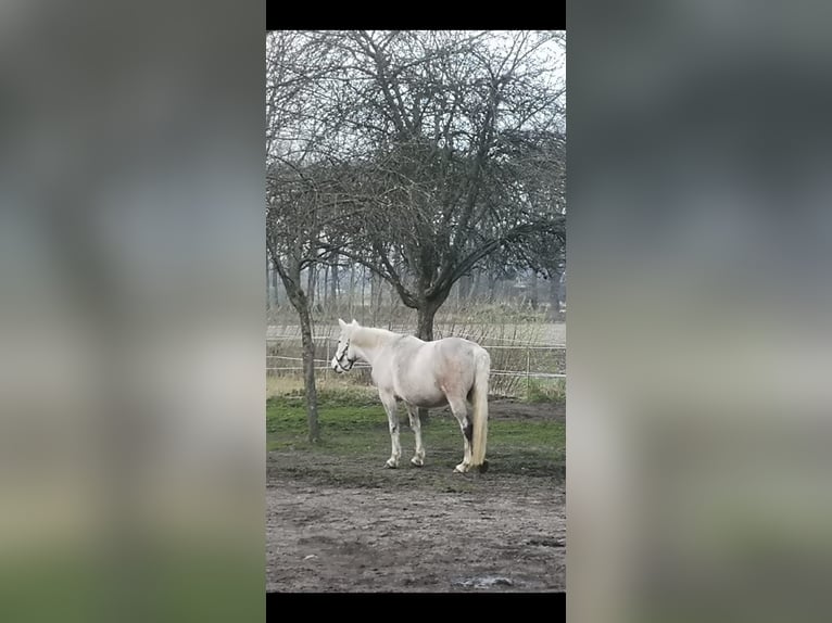 Asil Araber Stute 12 Jahre 144 cm Schimmel in Rietberg