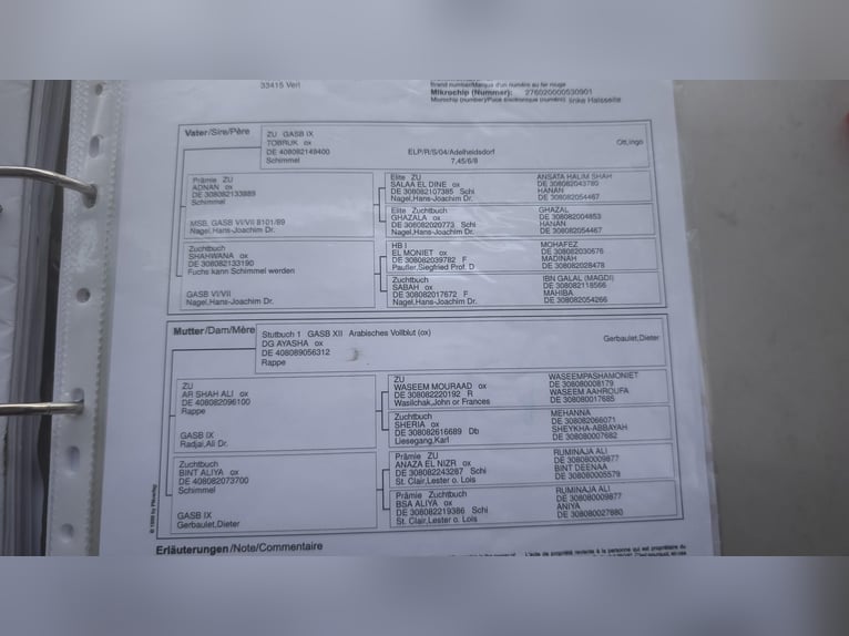 Asil Araber Stute 12 Jahre 144 cm Schimmel in Rietberg