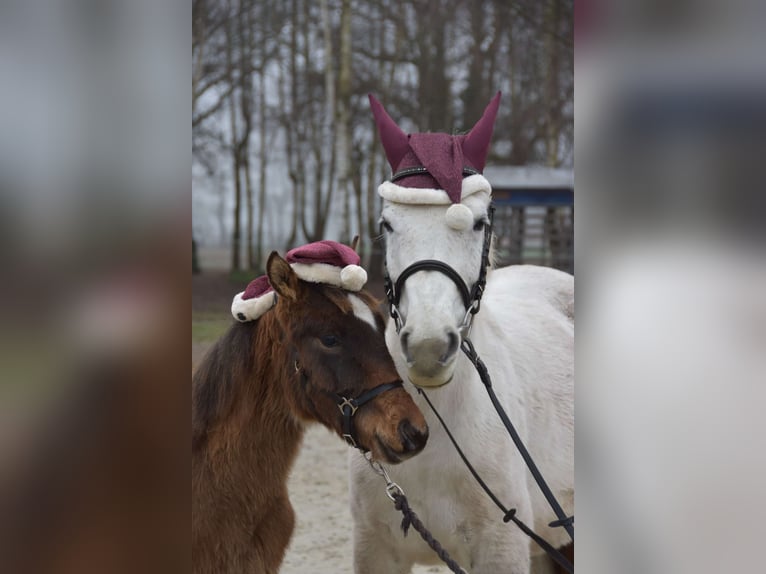 Asil Araber Stute 12 Jahre 144 cm Schimmel in Rietberg
