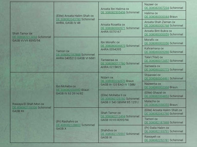 Asil Araber Stute 12 Jahre 144 cm Schimmel in Rietberg
