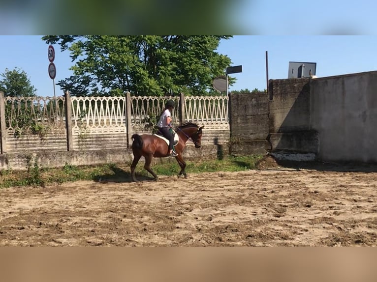 Asil Araber Stute 18 Jahre 155 cm Rotbrauner in Morimondo