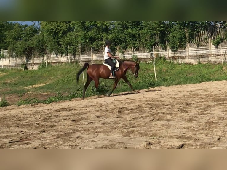 Asil Araber Stute 18 Jahre 155 cm Rotbrauner in Morimondo