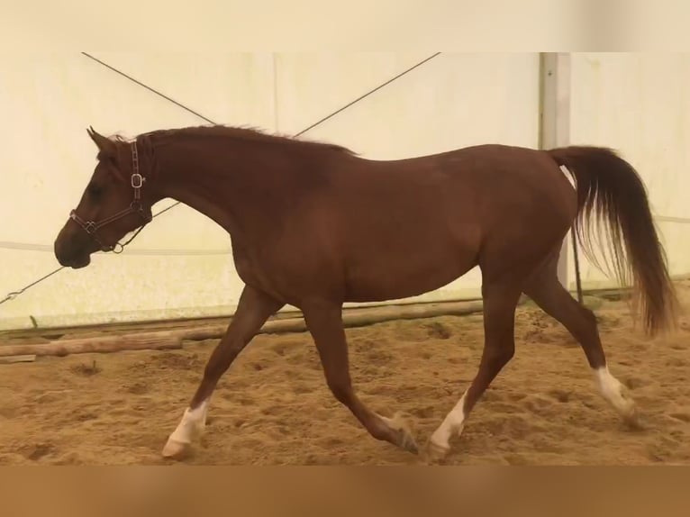 Asil Araber Stute 3 Jahre 152 cm Rotfuchs in VERNON