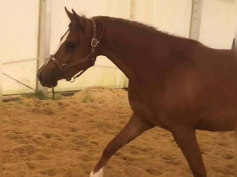 Asil Araber Stute 3 Jahre 152 cm Rotfuchs in VERNON