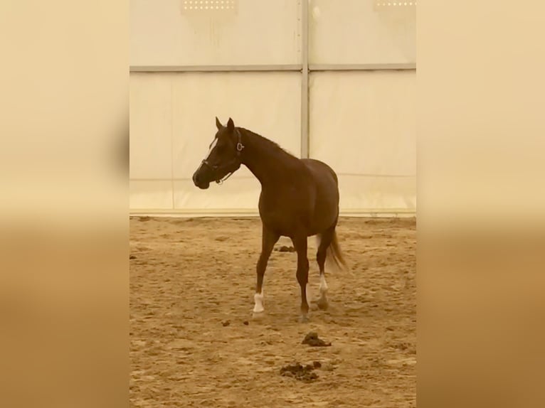 Asil Araber Stute 3 Jahre 152 cm Rotfuchs in VERNON