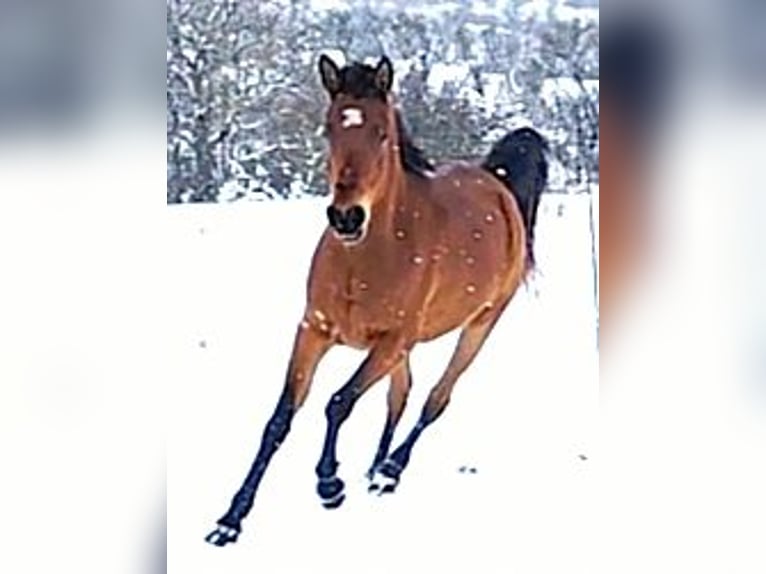 Asil Araber Stute 4 Jahre Brauner in Gersheim