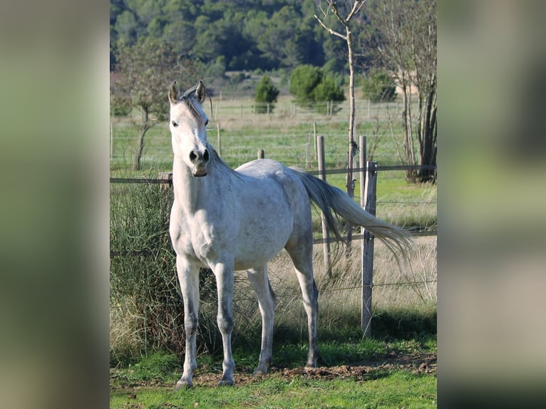 Asil Araber Stute 5 Jahre 152 cm Schimmel in Monze