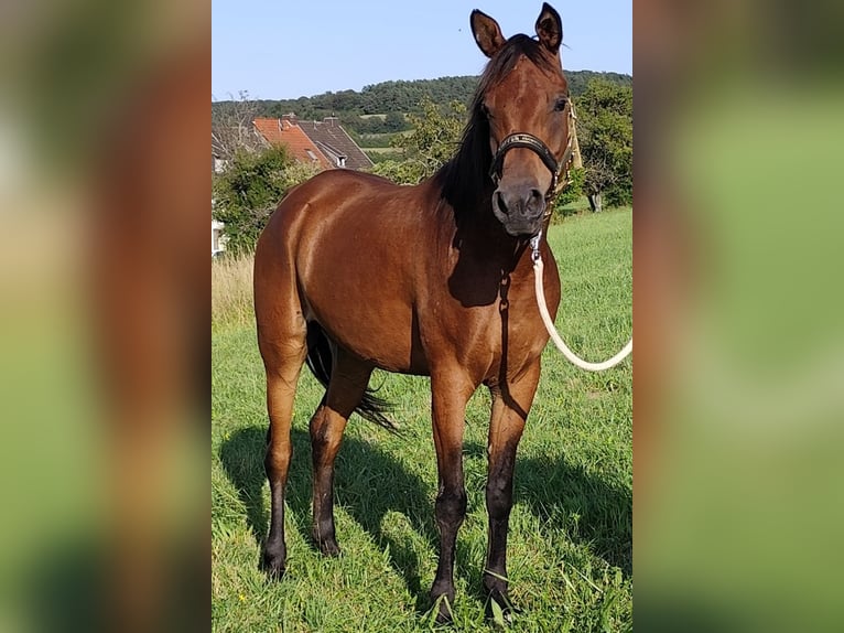 Asil Araber Stute 6 Jahre 152 cm Brauner in Gersheim