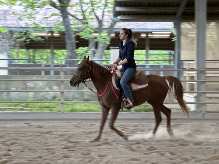 Asil Araber Stute 6 Jahre 153 cm Fuchs in Bad Erlach