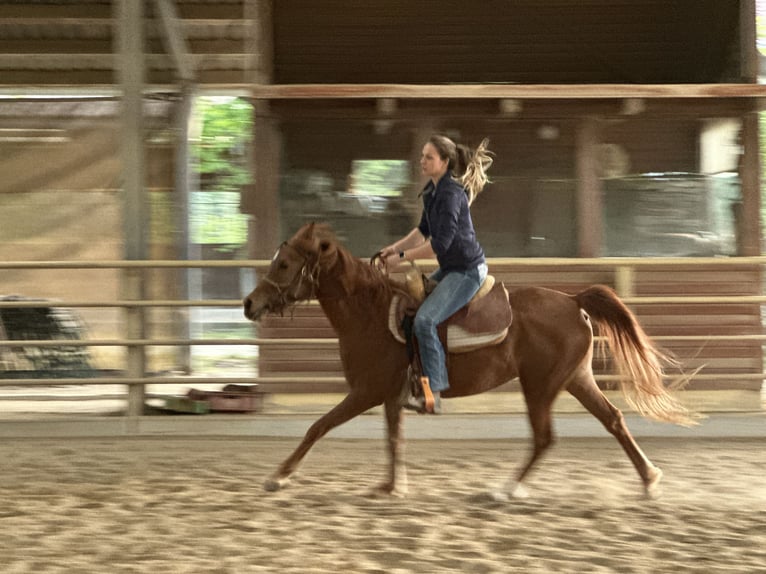 Asil Araber Stute 6 Jahre 153 cm Fuchs in Bad Erlach