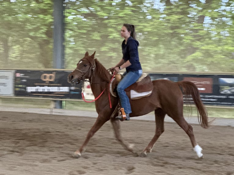 Asil Araber Stute 6 Jahre 153 cm Fuchs in Bad Erlach