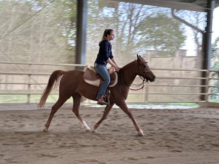 Asil Araber Stute 6 Jahre 153 cm Fuchs in Bad Erlach
