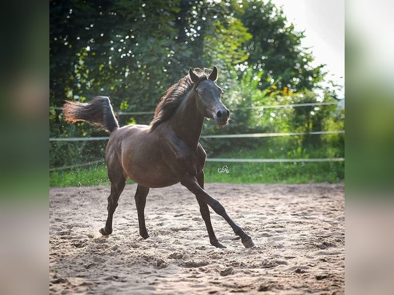 Asil Araber Stute 7 Jahre 152 cm Schwarzbrauner in Broncin