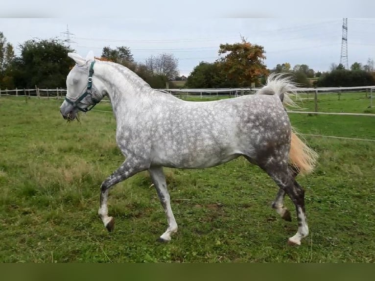 Asil Araber Stute 8 Jahre 150 cm Apfelschimmel in Bietigheim-Bissingen