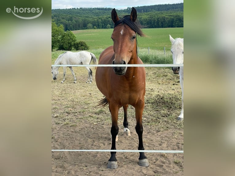 Asil Araber Stute 8 Jahre 155 cm Brauner in Bosau