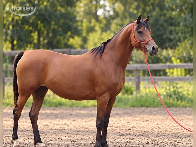Asil Araber Stute 8 Jahre 155 cm Brauner in Bosau