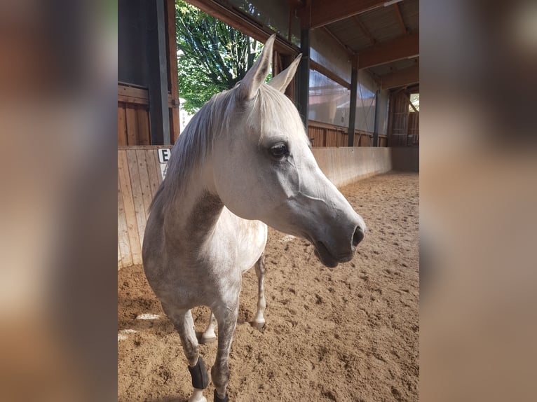 Asil Araber Stute 9 Jahre 150 cm Apfelschimmel in Bietigheim-Bissingen