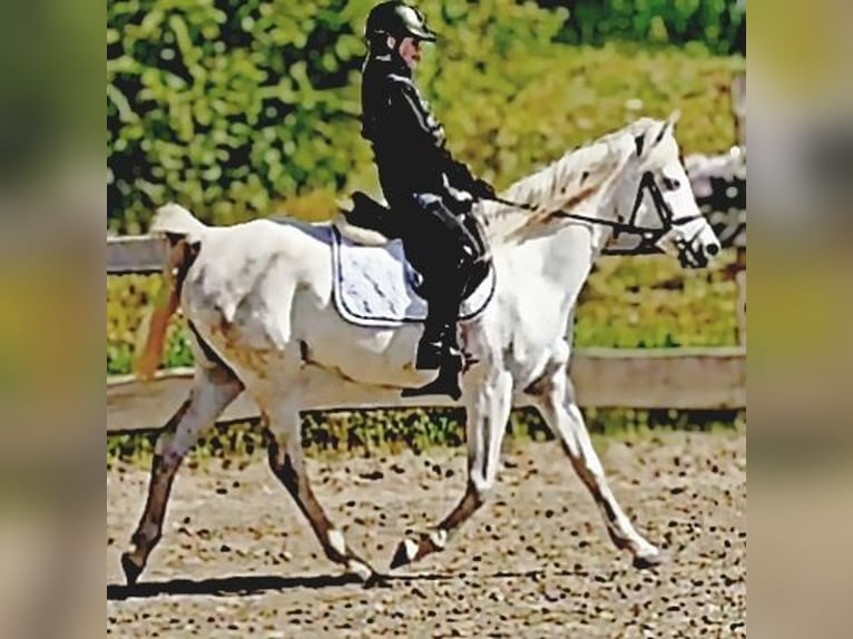 Asil Araber Stute 9 Jahre 155 cm Schimmel in Schellweiler