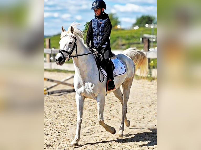 Asil Araber Stute 9 Jahre 155 cm Schimmel in Schellweiler