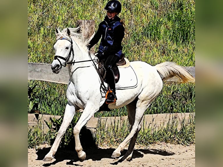 Asil Araber Stute 9 Jahre 155 cm Schimmel in Schellweiler