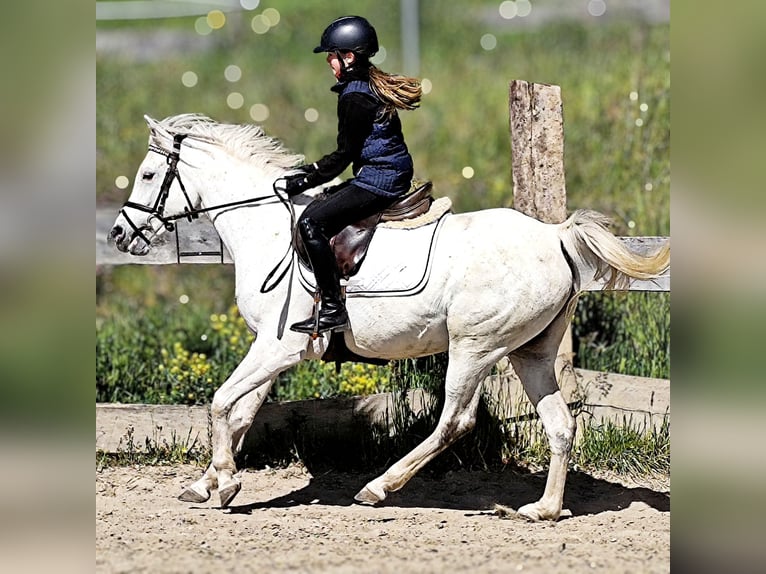 Asil Araber Stute 9 Jahre 155 cm Schimmel in Schellweiler