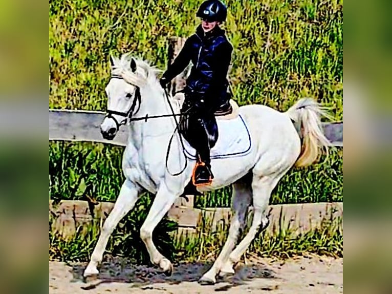 Asil Araber Stute 9 Jahre 155 cm Schimmel in Schellweiler