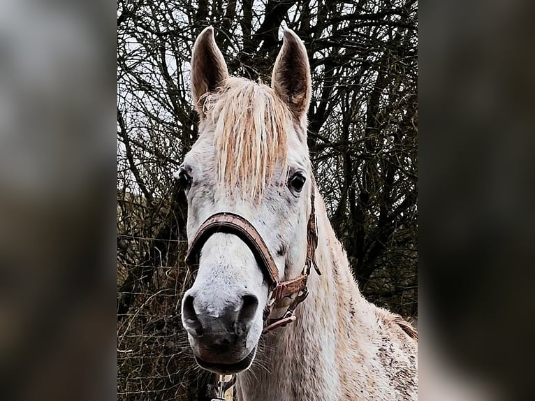 Asil Araber Stute 9 Jahre 155 cm Schimmel in Schellweiler